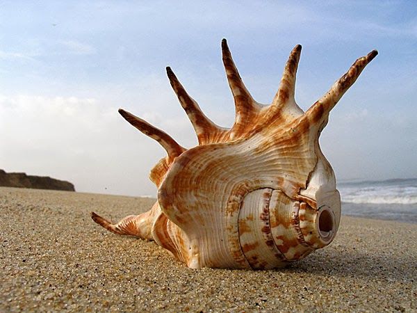 conch | Ingimage: Cheap Royalty Free Subscription, Stock Photos, Vector  Illustrations & Fonts